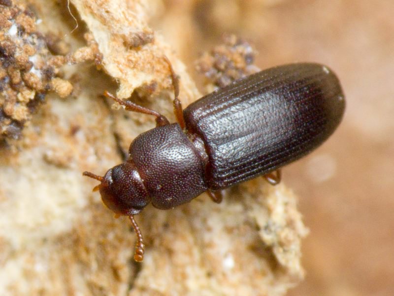 Tribolium madens (Charpentier, 1825)